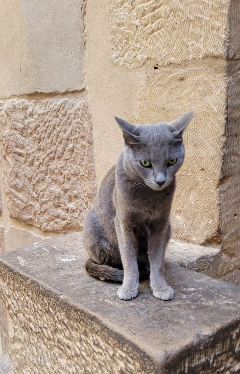 Un gato callejero saludable con la punta de la oreja izquierda marcada